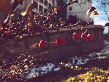 Close-up of red berries on branch