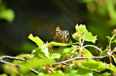 Close-up of butterfly pollinating flower