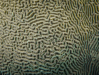 Full frame shot of coral