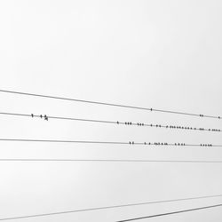 Low angle view of birds perching on cable