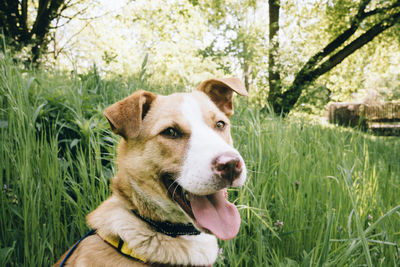 Dog looking away on field