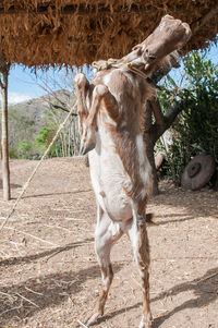 View of dog standing on land