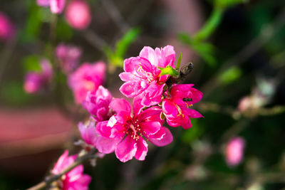 Close-up of pink flowers