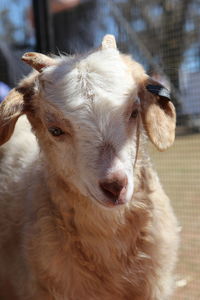 Close-up portrait of dog sticking out tongue outdoors