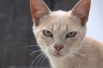 Close-up portrait of cat