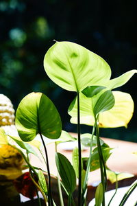 Close-up of yellow leaves