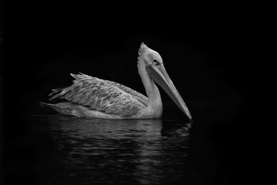 Close-up of swan swimming in lake