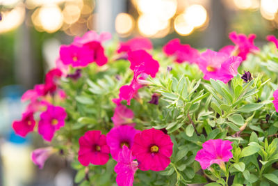 Close-up of pink flowering plants