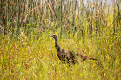 Wild osceola wild turkey meleagris gallopavo osceola in the woods of myakka state park in sarasota