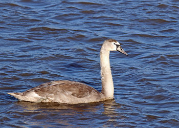 Bird swimming in lake