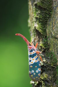 Close-up of insect on leaf