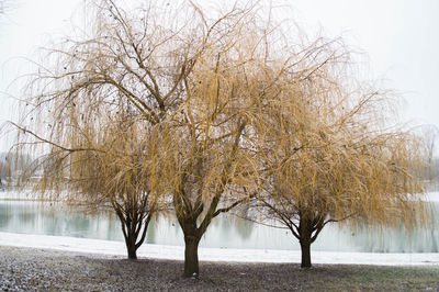 Bare trees on landscape