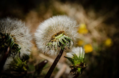 Close-up of white dandelion flower