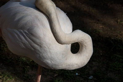 Close-up of swan