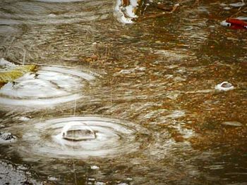 Reflection of trees in water