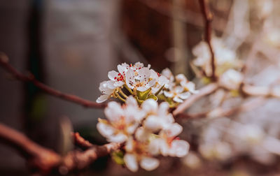 Close-up of white cherry blossom