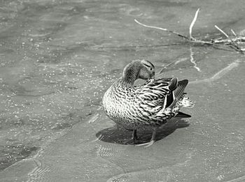 Close-up of bird