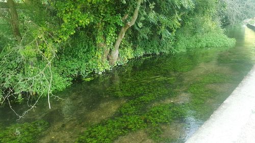 Reflection of trees in water