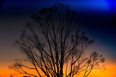 Low angle view of silhouette bare tree at sunset