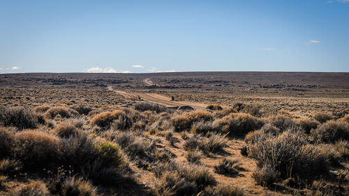 Scenic view of field against clear sky