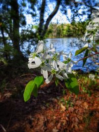 Close-up of white flowers