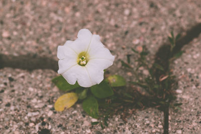 Close-up of fresh white flower