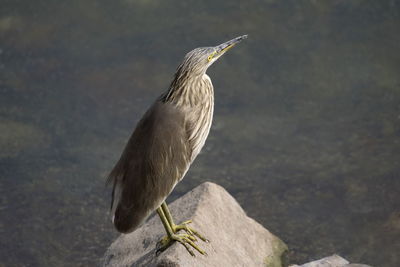 Close-up of bird perching on rock