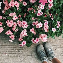 Low section of person on pink flowering plants