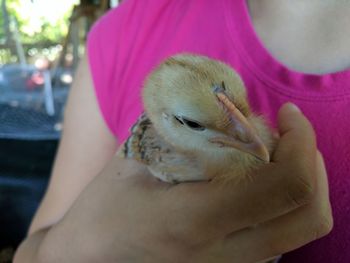 Close-up of hand holding young bird