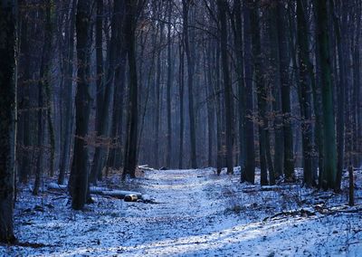 Trees in forest during winter