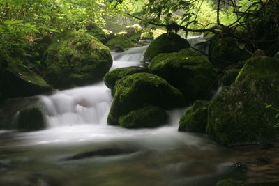 Stream flowing through rocks in forest