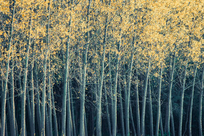 Full frame shot of bamboo trees in forest