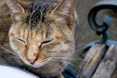 Close-up of cat sleeping