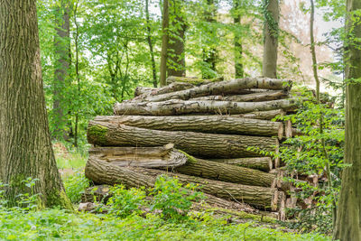 Stack of logs in forest