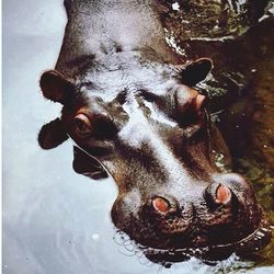 Close-up portrait of dog