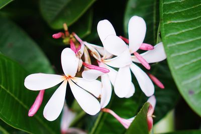 Close-up of white flowering plant