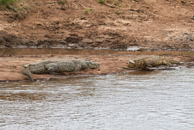 View of crocodile in the river