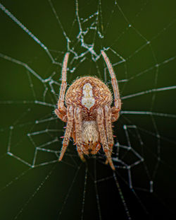 Close-up of spider on web