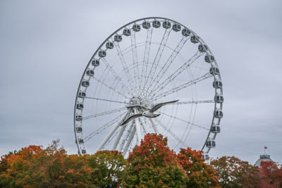 La grande roue de montréal and a seagull passes by