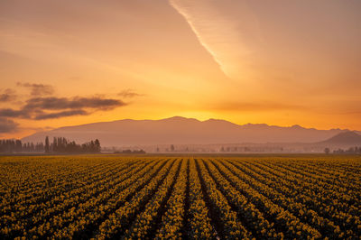 Scenic view of field against sky during sunset