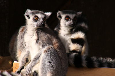 Close-up of meerkats