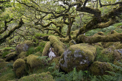 Moss on tree in forest