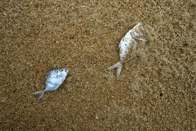 High angle view of fish on beach