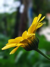 Close-up of yellow flower