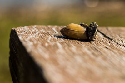 Close-up of snail on table