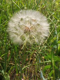 Close-up of dandelion on field