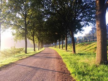 Empty road along trees in park