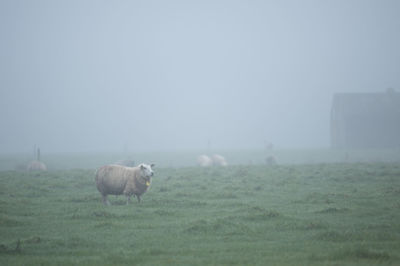 Sheep in a field