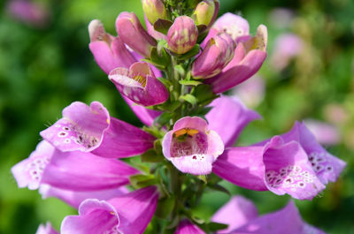 Close-up of pink flowers blooming outdoors