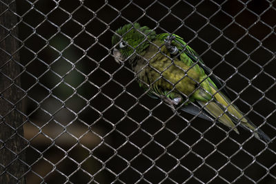 Close-up of bird perching in cage